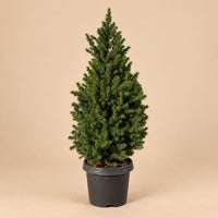 Verpakking — Kerstboom Picea glauca Conica - 80 cm - Ø23