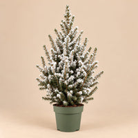 Verpakking — Kerstboom Picea glauca Conica met kunstsneeuw - 65 cm - Ø17