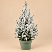 Verpakking — Kerstboom Picea glauca Conica met kunstsneeuw - 65 cm - Ø19