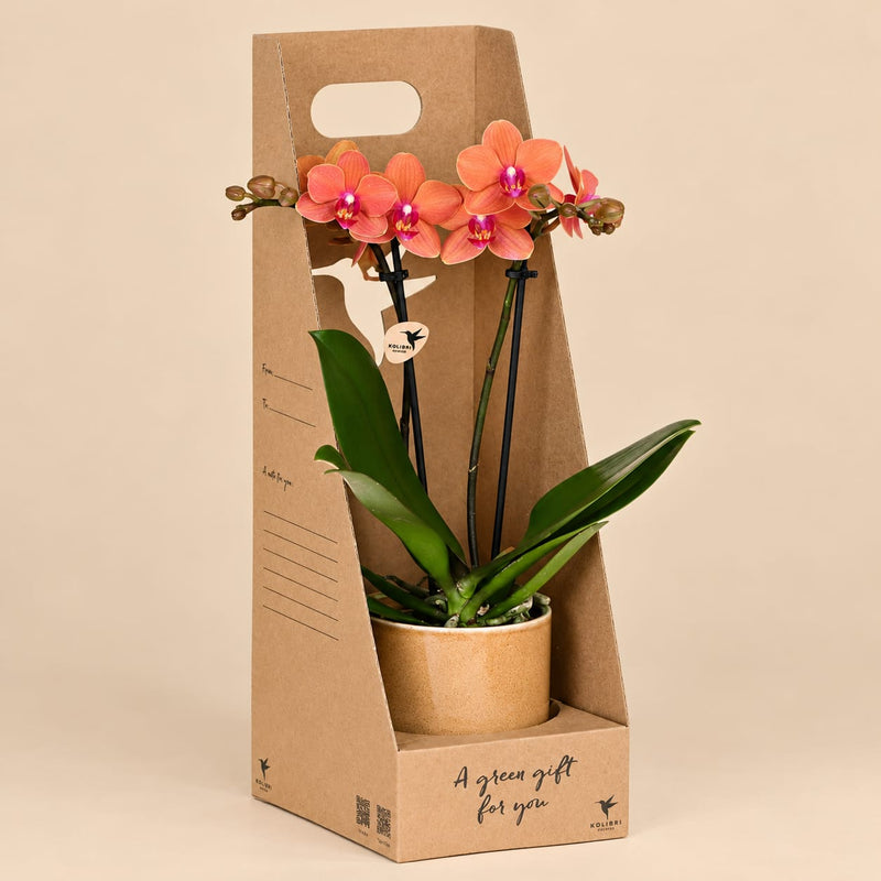 Oranje Bolzano orchidee in goudkleurige Bold sierpot, verpakt in een kartonnen giftbox met draagopening