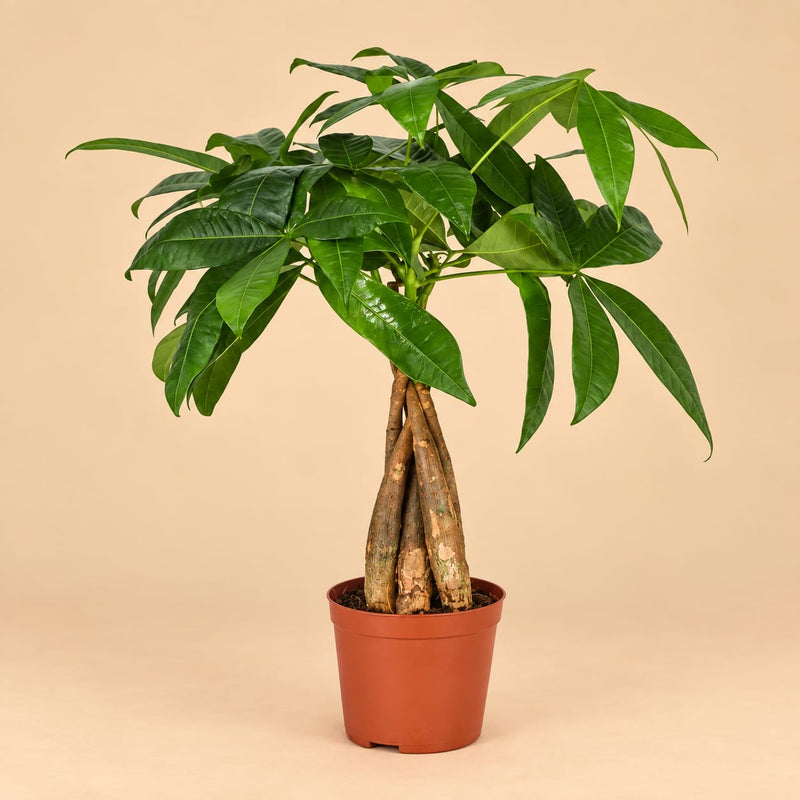 Pachira Aquatica Geldboom kamerplant losstaand op beige achtergrond