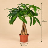 Pachira Aquatica Geldboom kamerplant met afmetingen 40-50 cm hoogte en Ø12 cm pot