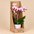 Roze Antwerp orchidee met roze Bloom sierpot in een kartonnen giftbox