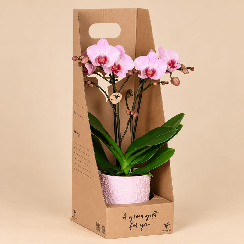 Roze Antwerp orchidee met roze Bloom sierpot in een kartonnen giftbox