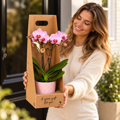 Vrouw houdt een roze Antwerp orchidee met Bloom sierpot in een giftbox vas