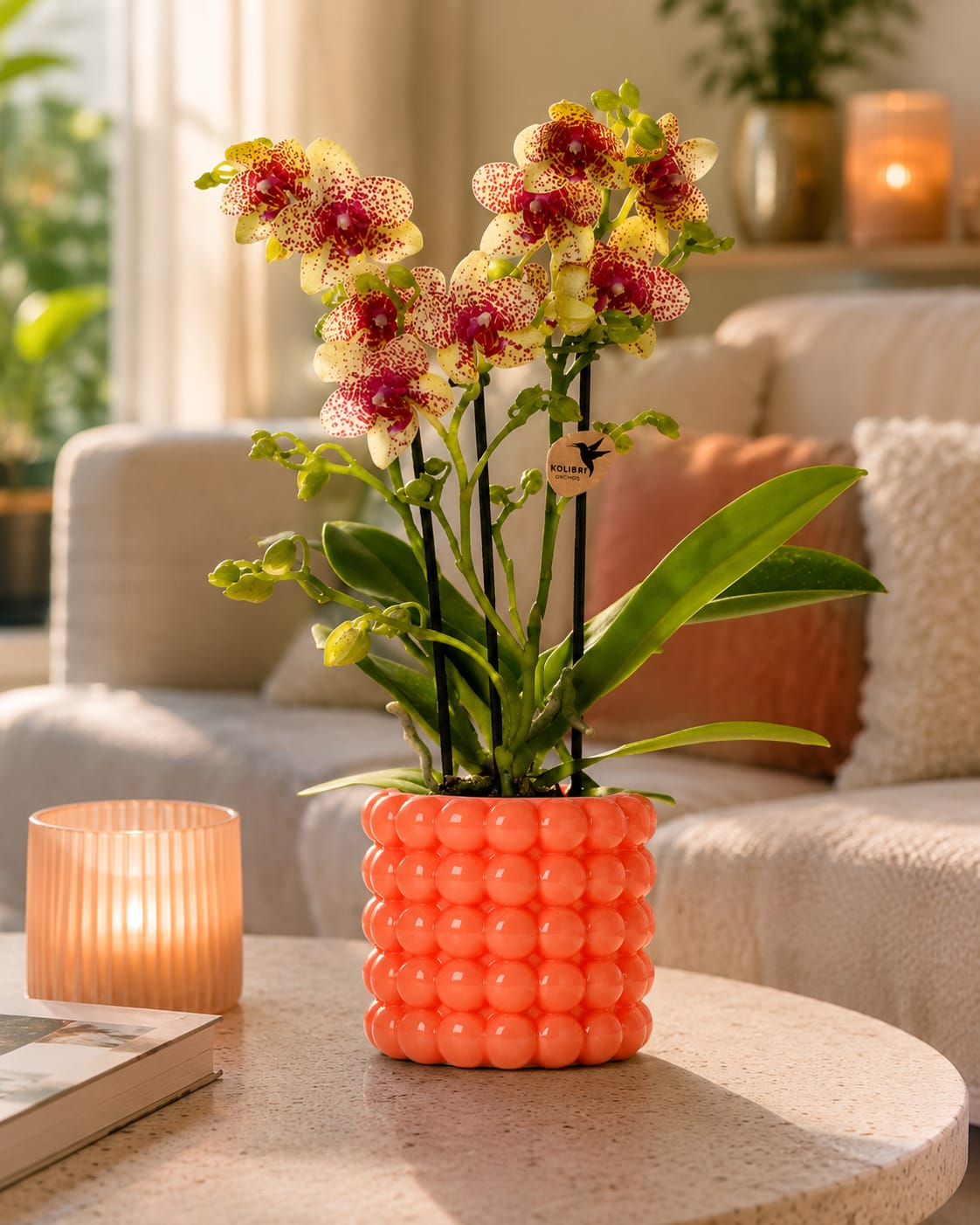 Kolibri Orchids | Oranje orchidee Grosetto met Poppy sierpot oranje– Ø9 cm