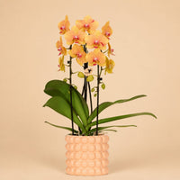 Verpakking — Kolibri Orchids | Niagara Falls orchidee Sunny Bunny met Poppy sierpot peach – Ø12 cm