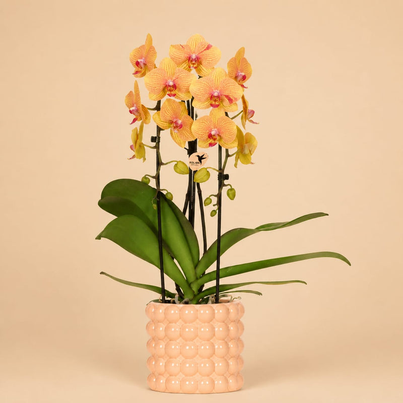 Kolibri Orchids | Niagara Falls orchidee Sunny Bunny met Poppy sierpot peach – Ø12 cm