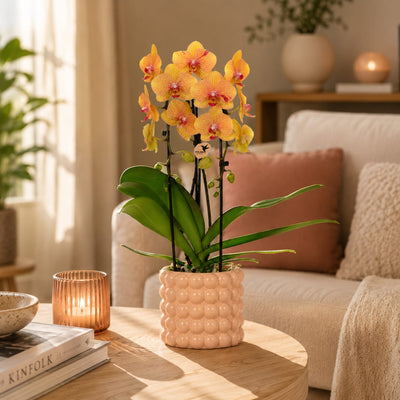 Kolibri Orchids | Niagara Falls orchidee Sunny Bunny met Poppy sierpot peach – Ø12 cm