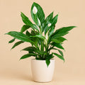 Calathea Orbifolia met Zeegras Mand – 65 cm – Ø21