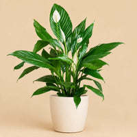 Verpakking — Calathea Orbifolia met Zeegras Mand – 65 cm – Ø21