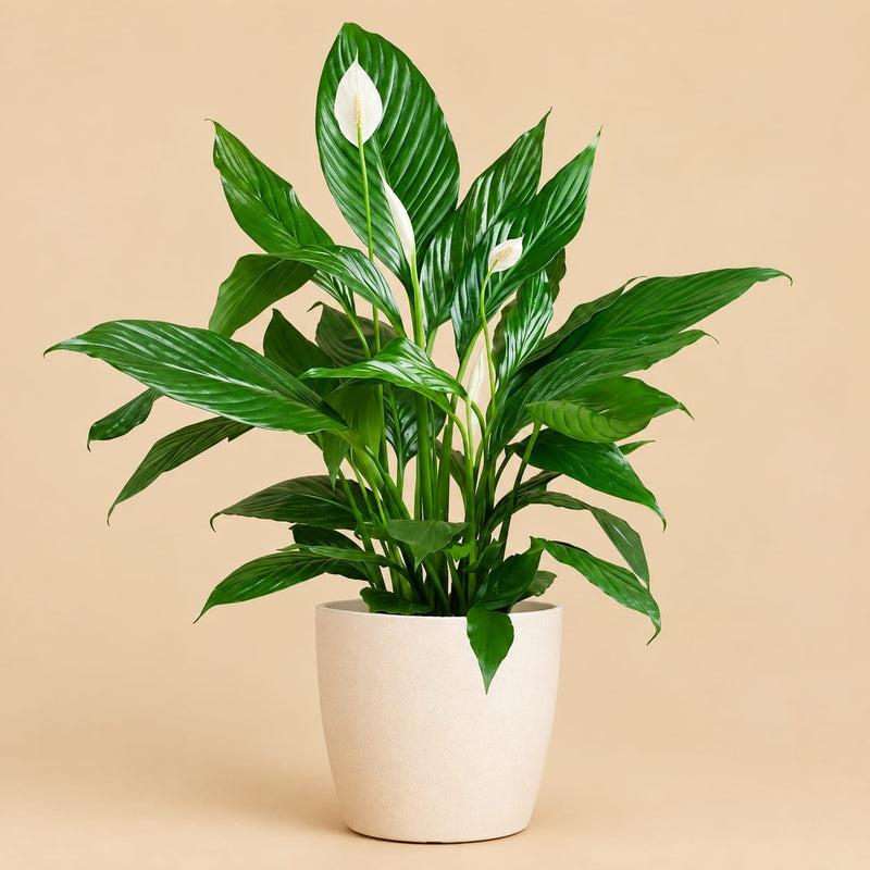 Calathea Orbifolia met Zeegras Mand – 65 cm – Ø21