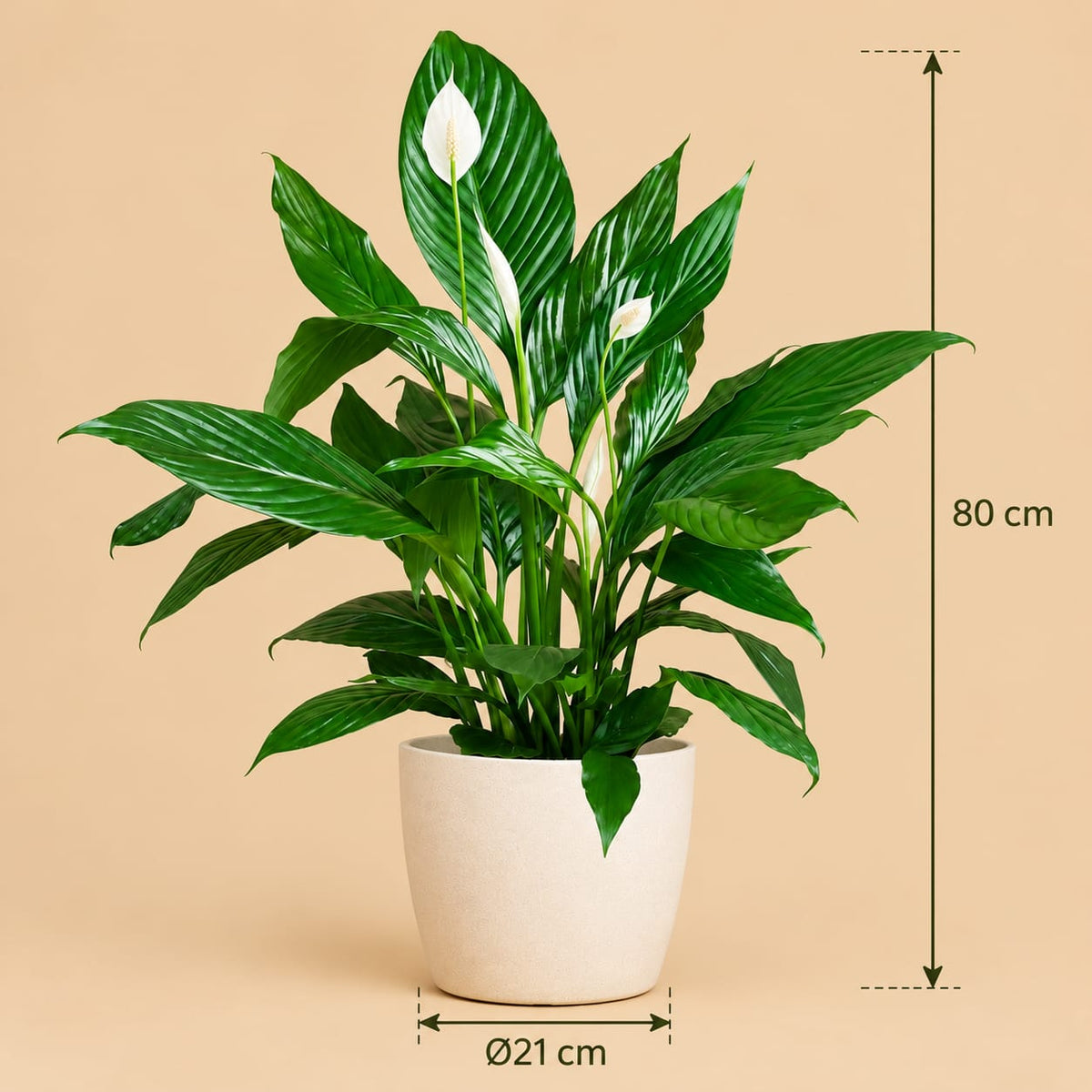 Calathea Orbifolia met Zeegras Mand – 65 cm – Ø21