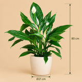 Calathea Orbifolia met Zeegras Mand – 65 cm – Ø21