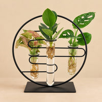 Verpakking — Kamerplanten Intenz Mix In Dubai 2.0 Glas - ↕25cm - Ø12cm -