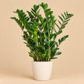 Zamioculcas Zamiifolia met Potter wit - 80cm - Ø21
