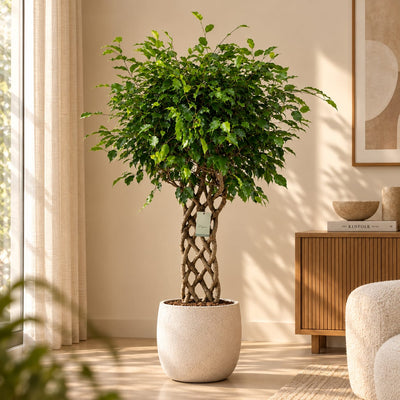 Ficus Benjamina gevlochten mat - 180 cm