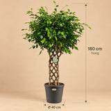 Ficus Benjamina gevlochten mat - 180 cm