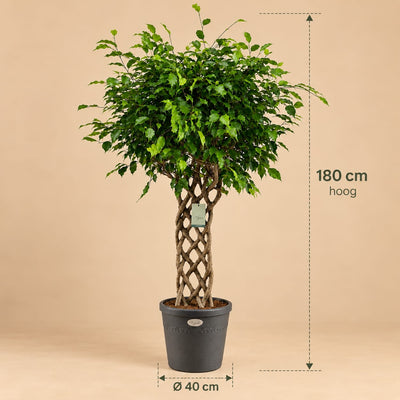 Ficus Benjamina gevlochten mat - 180 cm
