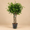 Ficus Benjamina gevlochten mat - 180 cm