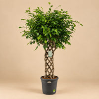 Verpakking — Ficus Benjamina gevlochten mat - 180 cm