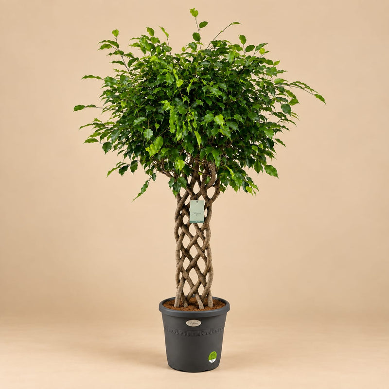 Ficus Benjamina gevlochten mat - 180 cm