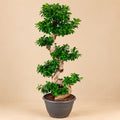 Ginseng S-vorm - 140 cm - Ø 40 cm