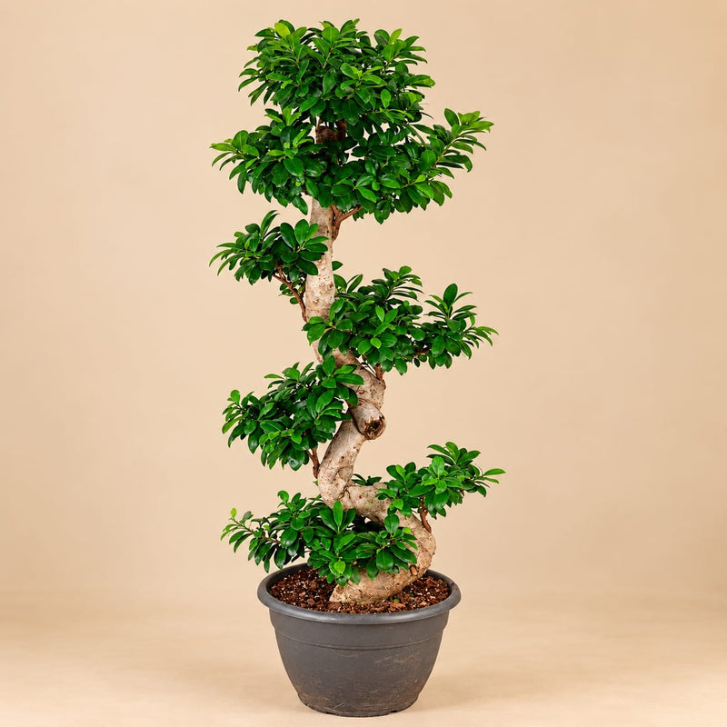 Ginseng S-vorm - 140 cm - Ø 40 cm