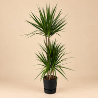 Verpakking — Dracaena Marginata - incl. elho Greenville Round zwart - 120 cm - Ø 21 cm