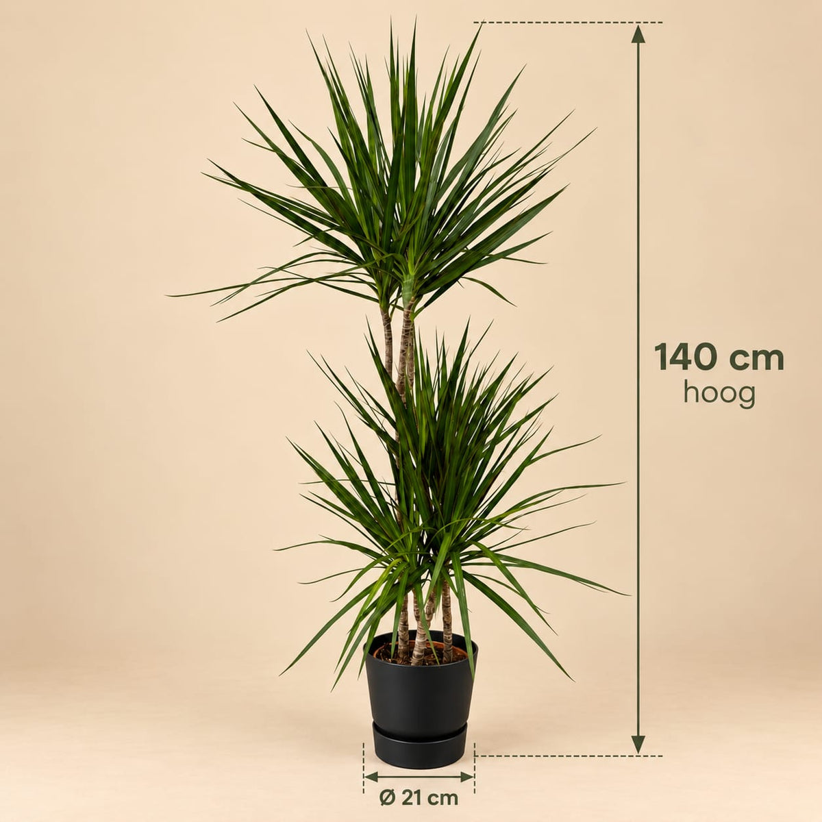 Dracaena Marginata - incl. elho Greenville Round zwart - 120 cm - Ø 21 cm