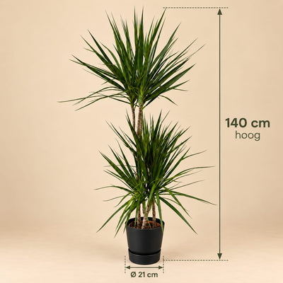 Dracaena Marginata - incl. elho Greenville Round zwart - 120 cm - Ø 21 cm