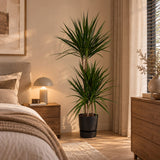 Dracaena Marginata - incl. elho Greenville Round zwart - 120 cm - Ø 21 cm