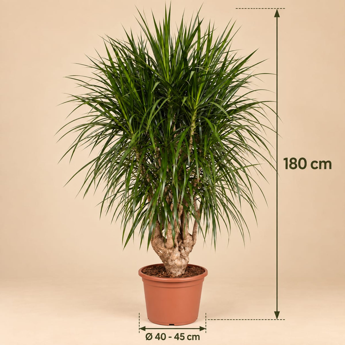Dracaena Marginata vertakt XXL - 180cm ⌀ 40-45 cm