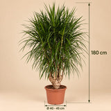 Dracaena Marginata vertakt XXL - 180cm ⌀ 40-45 cm