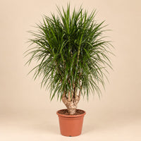 Verpakking — Dracaena Marginata vertakt XXL - 180cm ⌀ 40-45 cm