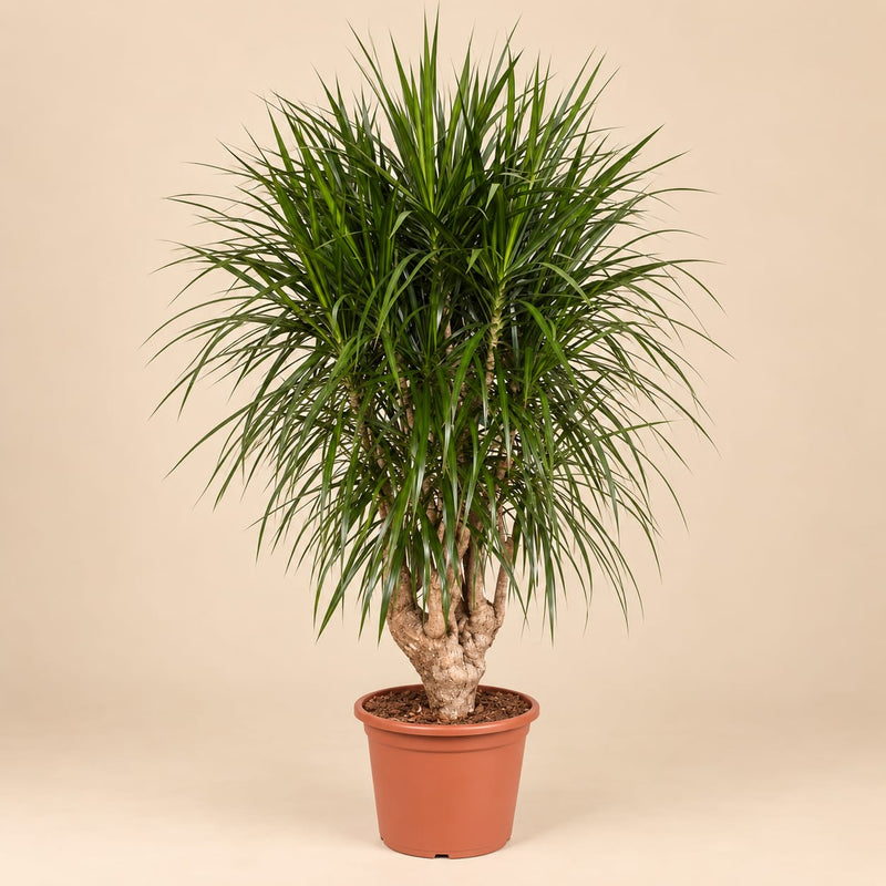 Dracaena Marginata vertakt XXL - 180cm ⌀ 40-45 cm