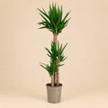 Yucca elephantipes - Palmlelie - 170 cm - Ø27 cm