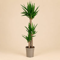 Verpakking — Yucca elephantipes - Palmlelie - 170 cm - Ø27 cm