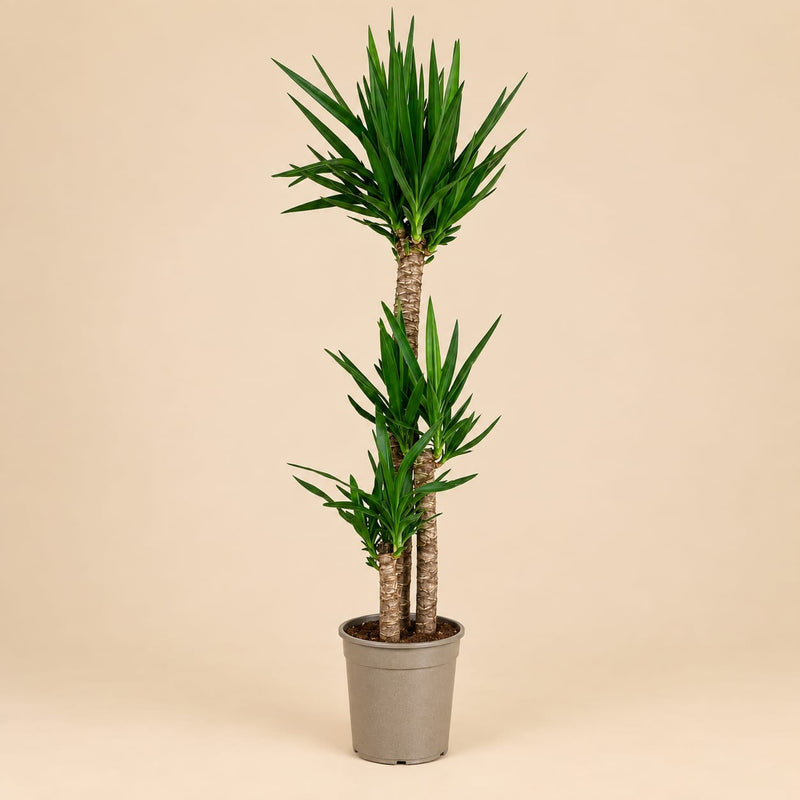 Yucca elephantipes - Palmlelie - 170 cm - Ø27 cm