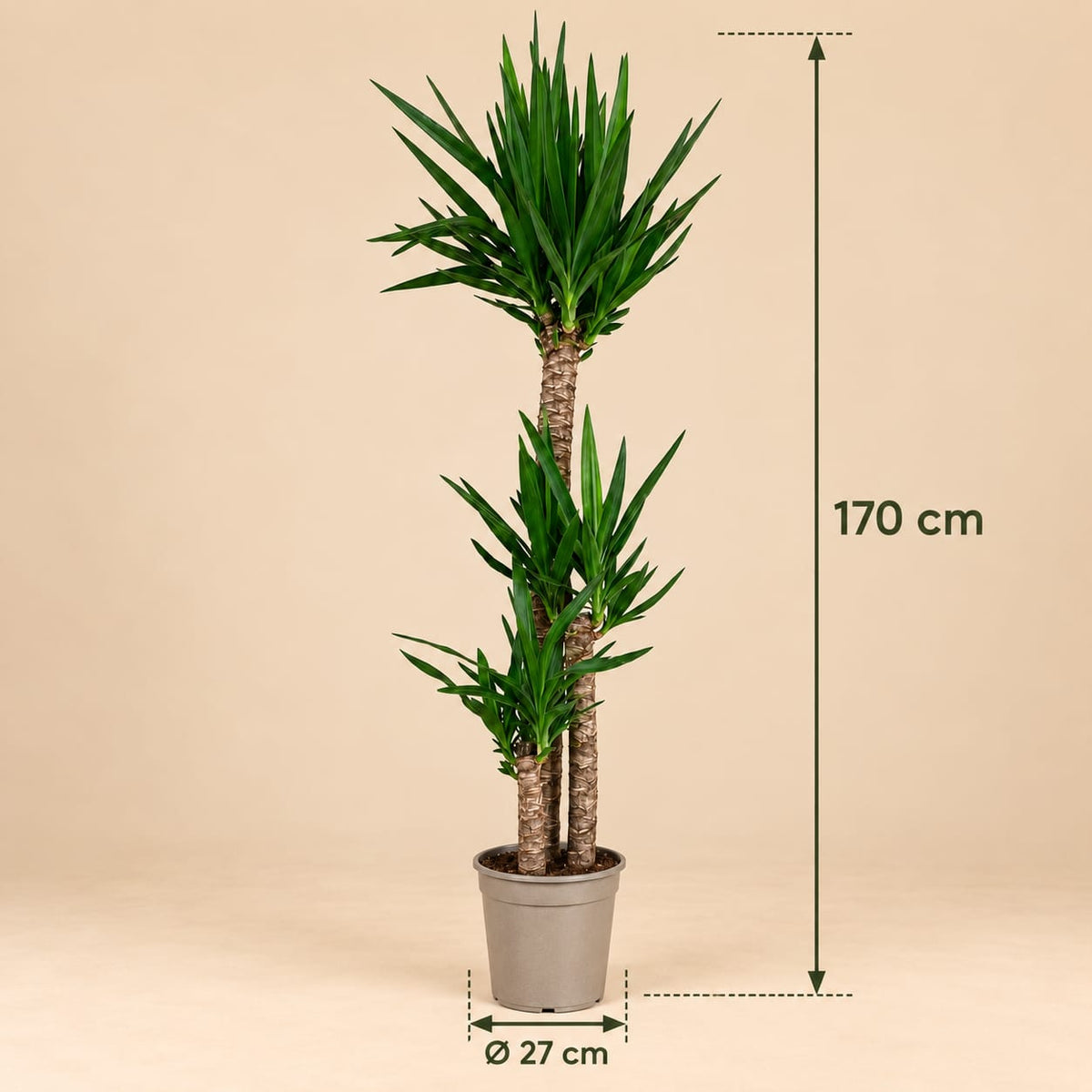 Yucca elephantipes - Palmlelie - 170 cm - Ø27 cm