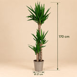 Yucca elephantipes - Palmlelie - 170 cm - Ø27 cm