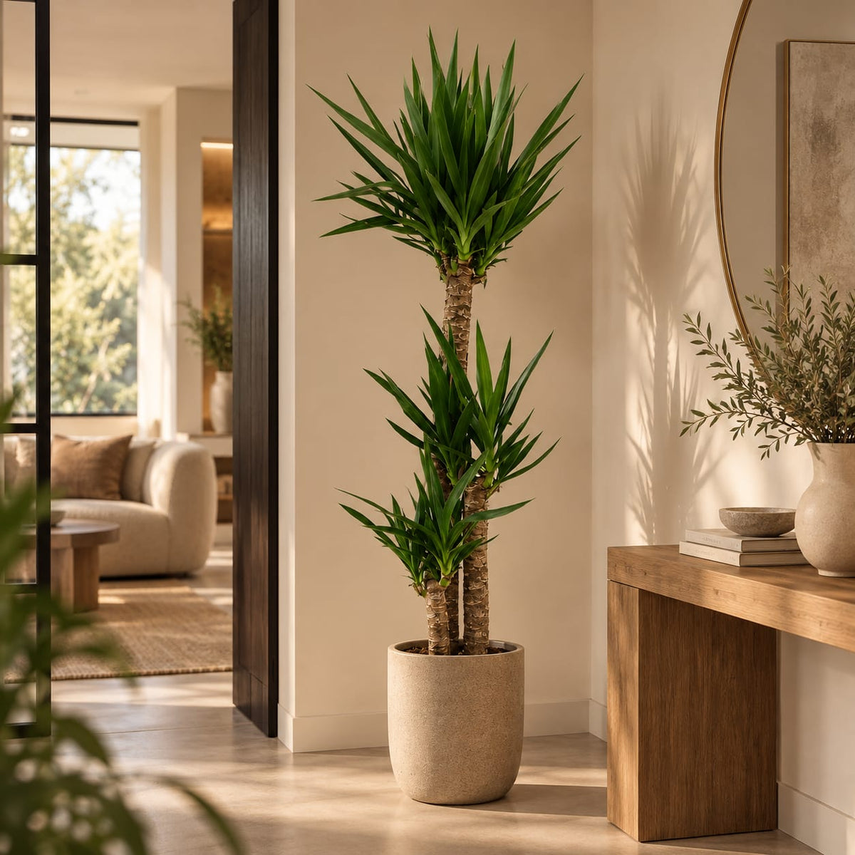 Yucca elephantipes - Palmlelie - 170 cm - Ø27 cm