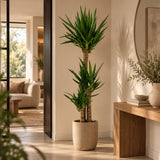 Yucca elephantipes - Palmlelie - 170 cm - Ø27 cm
