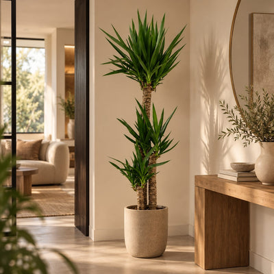 Yucca elephantipes - Palmlelie - 170 cm - Ø27 cm