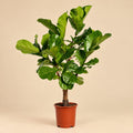 Vertakte Ficus Lyrata
