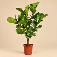 Verpakking — Ficus Lyrata vertakt - 140cm - ø 27cm