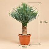 Afmetingen Yucca Rostrata: hoogte 150-170 cm en potdiameter Ø55