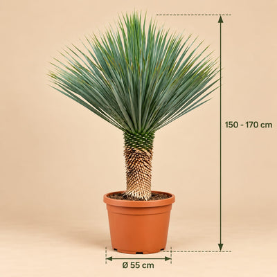 Afmetingen Yucca Rostrata: hoogte 150-170 cm en potdiameter Ø55