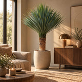 Yucca Rostrata van 150-170 cm als blikvanger in een licht, modern interieur