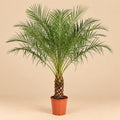 Phoenix Canariensis palm van 140 cm met donkergroene geveerde bladeren in Ø27 pot